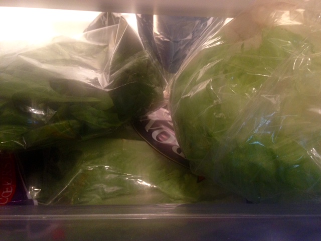iceberg lettuce in our fridge once again